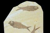 Plate With Four Knightia Fossil Fish - Wyoming #137983-1